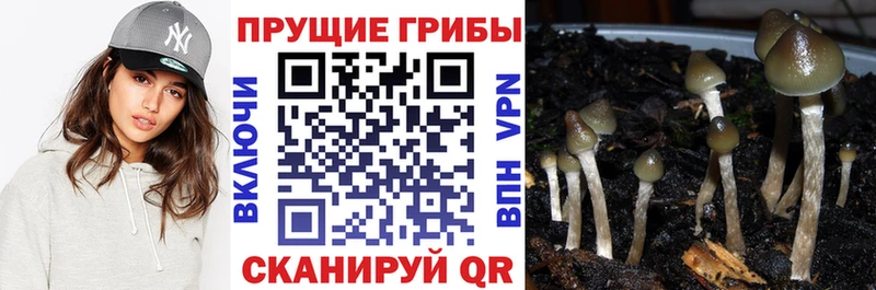 Псилоцибиновые грибы MAGIC MUSHROOMS  Чудово 